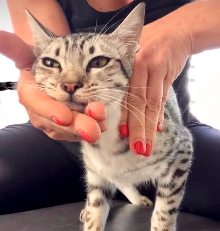 Dr. Mar performs a chiropractic adjustment on a cat