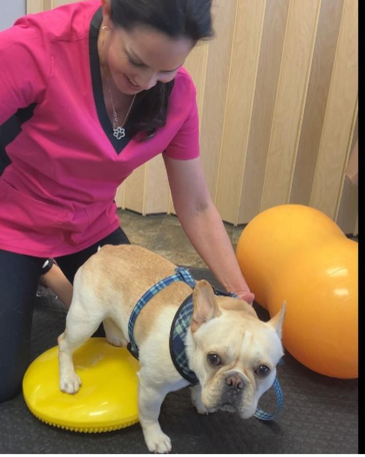 Dr. Mar performs a chiropractic adjustment on a cat