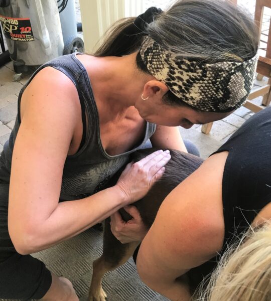 Dr. Mindy Mar adjusting a dog